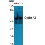 Western blot - Cyclin A1 Polyclonal Antibody from Signalway Antibody (40801) - Antibodies.com