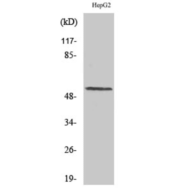 Western blot - Cyclin L1 Polyclonal Antibody from Signalway Antibody (40807) - Antibodies.com