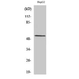 Western blot - Cyclin L1 Polyclonal Antibody from Signalway Antibody (40807) - Antibodies.com