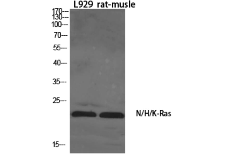 Western blot - N/H/K-Ras Polyclonal Antibody from Signalway Antibody (41199) - Antibodies.com
