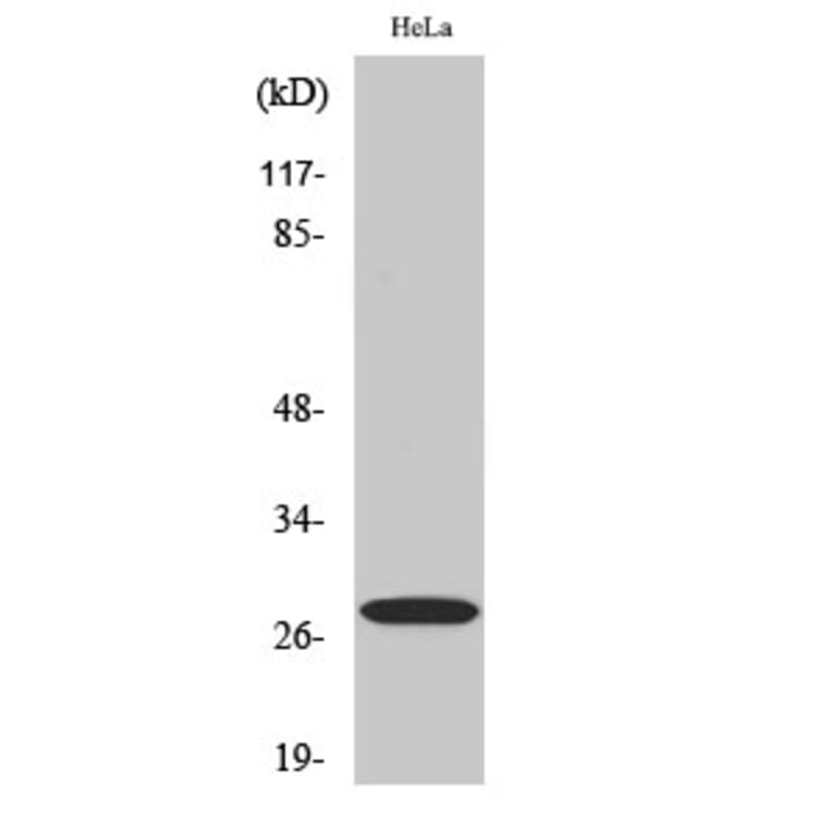 Western blot - 14-3-3 ζ Polyclonal Antibody from Signalway Antibody (40524) - Antibodies.com