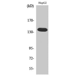 Western blot - Ataxin-2 Polyclonal Antibody from Signalway Antibody (40622) - Antibodies.com