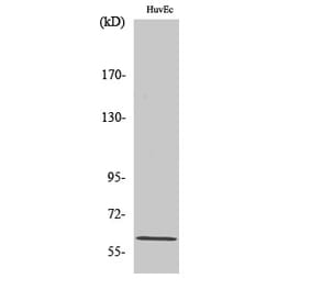 Western blot - CCDC102B Polyclonal Antibody from Signalway Antibody (40689) - Antibodies.com