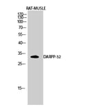 Western blot - DARPP-32 Polyclonal Antibody from Signalway Antibody (40833) - Antibodies.com