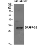 Western blot - DARPP-32 Polyclonal Antibody from Signalway Antibody (40833) - Antibodies.com