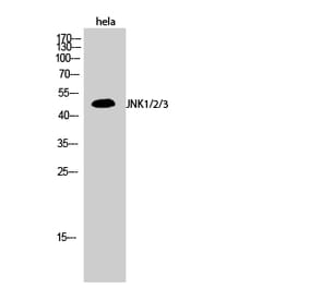 Western blot - JNK1/2/3 Polyclonal Antibody from Signalway Antibody (41086) - Antibodies.com