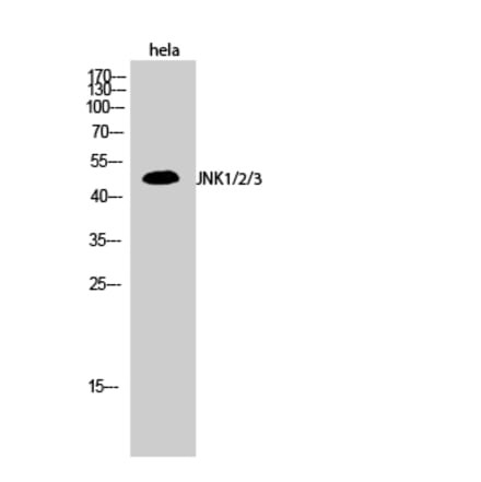 Western blot - JNK1/2/3 Polyclonal Antibody from Signalway Antibody (41086) - Antibodies.com
