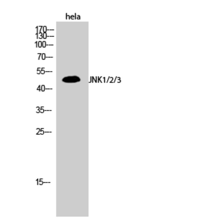 Western blot - JNK1/2/3 Polyclonal Antibody from Signalway Antibody (41086) - Antibodies.com