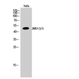 Western blot - JNK1/2/3 Polyclonal Antibody from Signalway Antibody (41086) - Antibodies.com