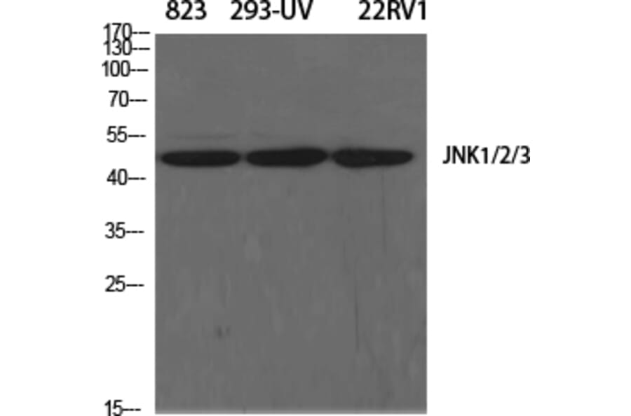 Western blot - JNK1/2/3 Polyclonal Antibody from Signalway Antibody (41086) - Antibodies.com