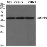 Western blot - JNK1/2/3 Polyclonal Antibody from Signalway Antibody (41086) - Antibodies.com