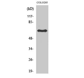 Western blot - Lamin B1 Polyclonal Antibody from Signalway Antibody (41100) - Antibodies.com