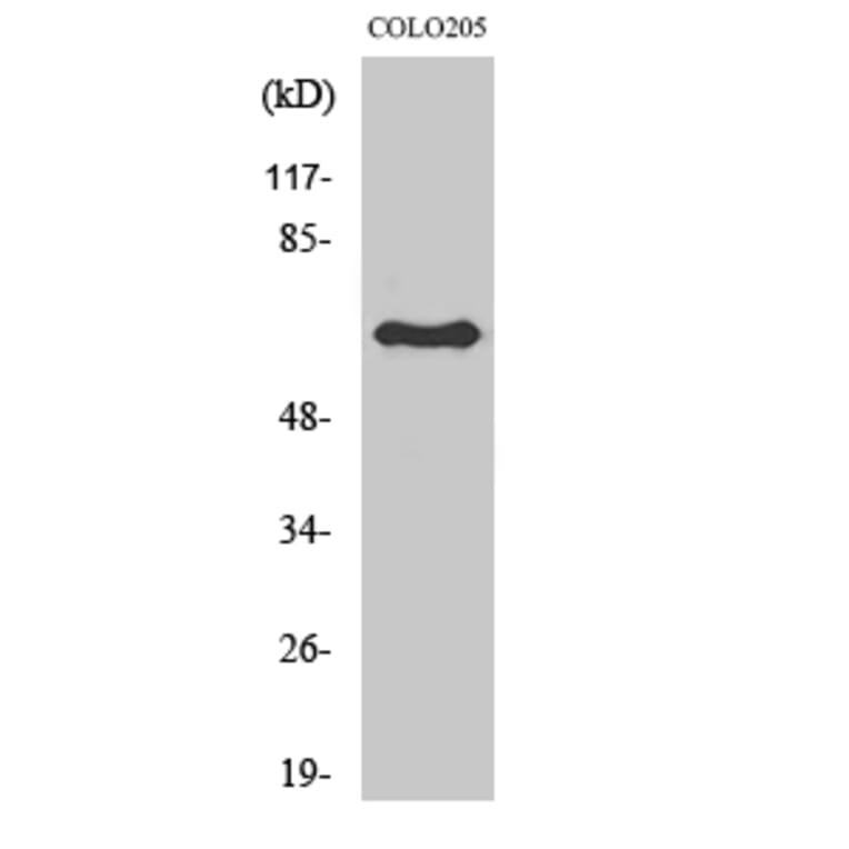 Western blot - Lamin B1 Polyclonal Antibody from Signalway Antibody (41100) - Antibodies.com