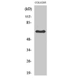 Western blot - Lamin B1 Polyclonal Antibody from Signalway Antibody (41100) - Antibodies.com