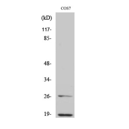 Western blot - Neddylin Polyclonal Antibody from Signalway Antibody (41209) - Antibodies.com