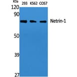 Western blot - Netrin-1 Polyclonal Antibody from Signalway Antibody (41215) - Antibodies.com