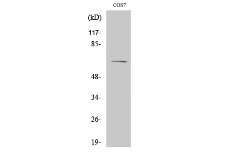 Western blot - NFκB-p65 Polyclonal Antibody from Signalway Antibody (41230) - Antibodies.com