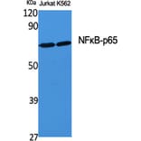 Western blot - NFκB-p65 Polyclonal Antibody from Signalway Antibody (41230) - Antibodies.com