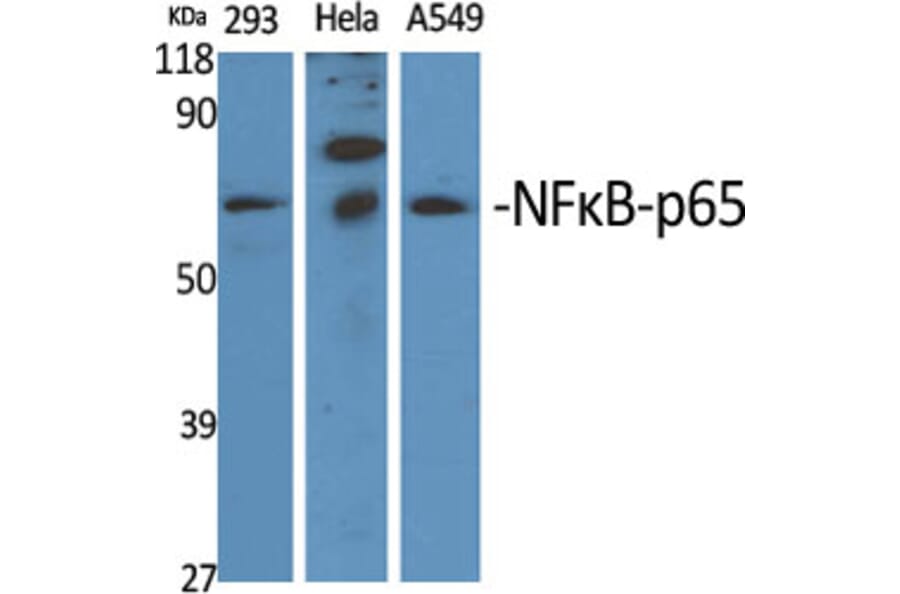 Western blot - NFκB-p65 Polyclonal Antibody from Signalway Antibody (41231) - Antibodies.com
