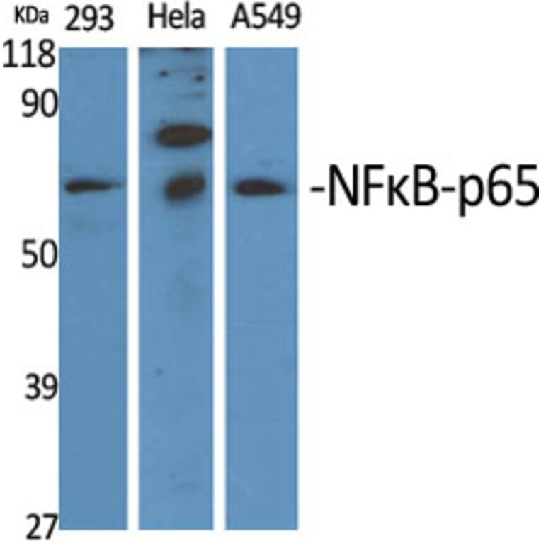 Western blot - NFκB-p65 Polyclonal Antibody from Signalway Antibody (41231) - Antibodies.com