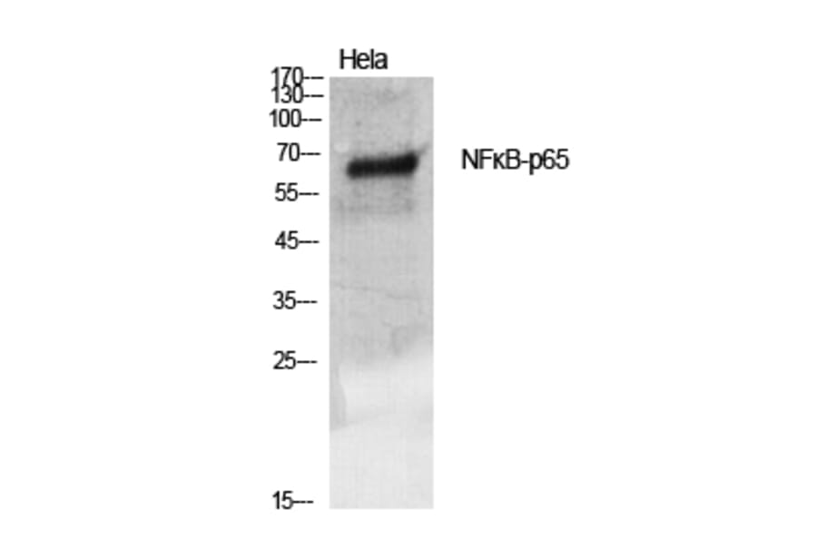 Western blot - NFκB-p65 Polyclonal Antibody from Signalway Antibody (41235) - Antibodies.com