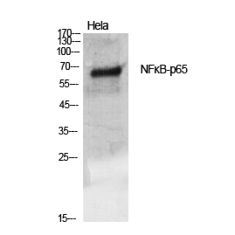 Western blot - NFκB-p65 Polyclonal Antibody from Signalway Antibody (41235) - Antibodies.com