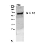 Western blot - NFκB-p65 Polyclonal Antibody from Signalway Antibody (41235) - Antibodies.com