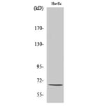 Western blot - NFκB-p65 Polyclonal Antibody from Signalway Antibody (41236) - Antibodies.com