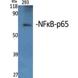 Western blot - NFκB-p65 Polyclonal Antibody from Signalway Antibody (41237) - Antibodies.com