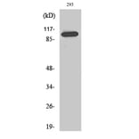 Western blot - Repo-Man Polyclonal Antibody from Signalway Antibody (41394) - Antibodies.com