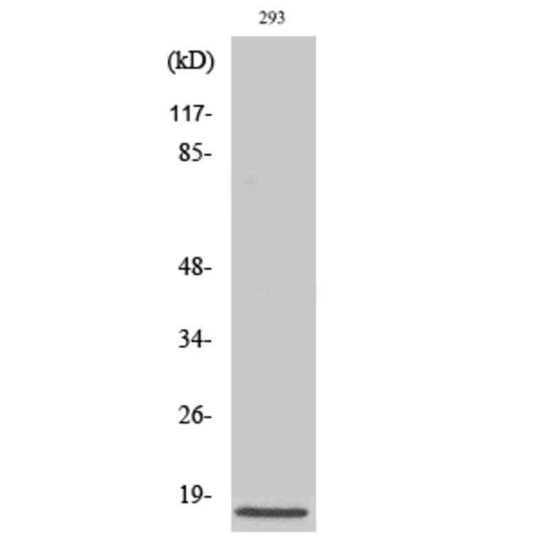 Western blot - Cleaved-Caspase-3 p17 (D175) Polyclonal Antibody from Signalway Antibody (40500) - Antibodies.com