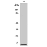 Western blot - Cleaved-Caspase-3 p17 (D175) Polyclonal Antibody from Signalway Antibody (40500) - Antibodies.com