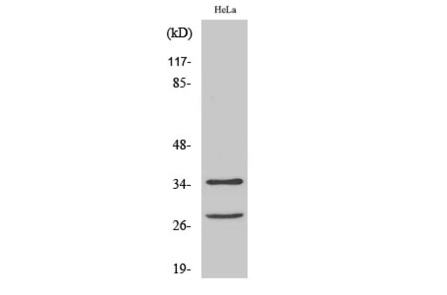 Western blot - Cleaved-Caspase-6 p18 (D162) Polyclonal Antibody from Signalway Antibody (40501) - Antibodies.com
