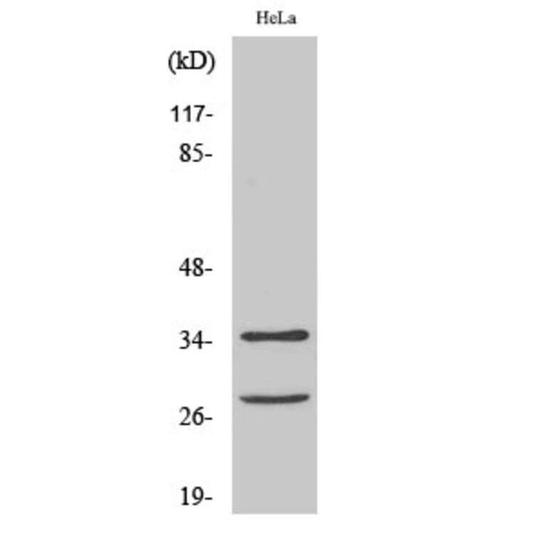 Western blot - Cleaved-Caspase-6 p18 (D162) Polyclonal Antibody from Signalway Antibody (40501) - Antibodies.com
