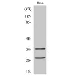 Western blot - Cleaved-Caspase-6 p18 (D162) Polyclonal Antibody from Signalway Antibody (40501) - Antibodies.com