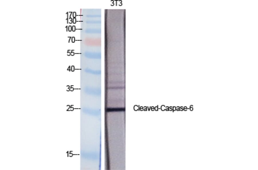 Western blot - Cleaved-Caspase-6 p18 (D162) Polyclonal Antibody from Signalway Antibody (40501) - Antibodies.com