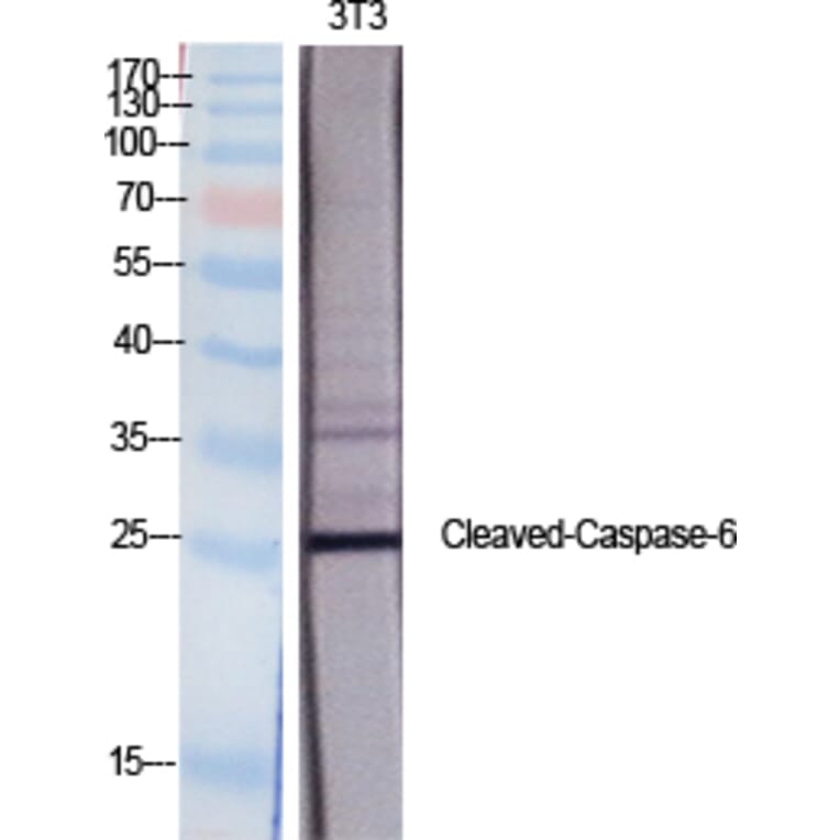 Western blot - Cleaved-Caspase-6 p18 (D162) Polyclonal Antibody from Signalway Antibody (40501) - Antibodies.com