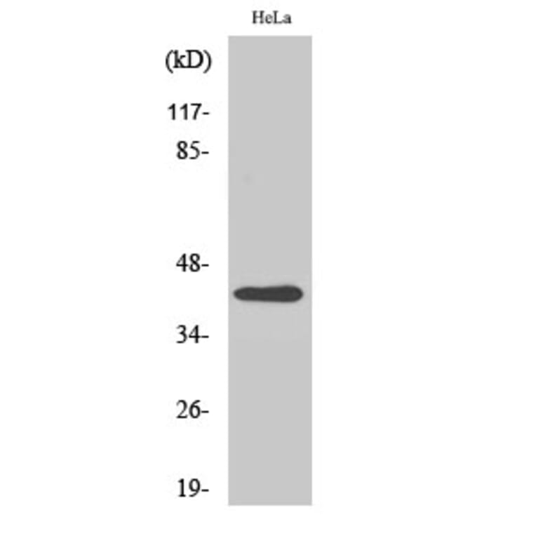 Western blot - Actin β Polyclonal Antibody from Signalway Antibody (40552) - Antibodies.com