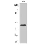 Western blot - Actin β Polyclonal Antibody from Signalway Antibody (40552) - Antibodies.com