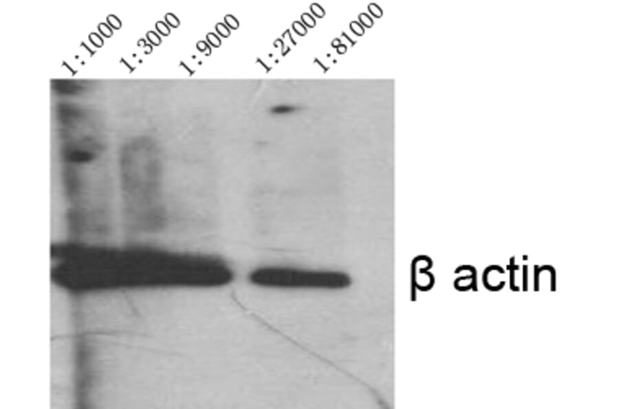 Western blot - Actin β Polyclonal Antibody from Signalway Antibody (40552) - Antibodies.com