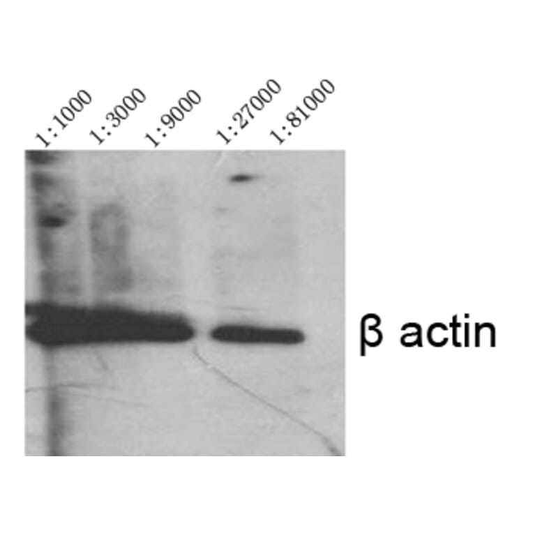 Western blot - Actin β Polyclonal Antibody from Signalway Antibody (40552) - Antibodies.com