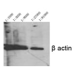 Western blot - Actin β Polyclonal Antibody from Signalway Antibody (40552) - Antibodies.com