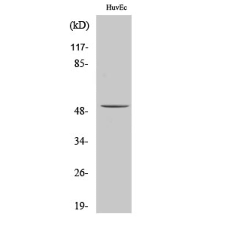 Western blot - ALDH3B1 Polyclonal Antibody from Signalway Antibody (40580) - Antibodies.com