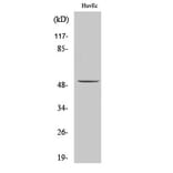 Western blot - ALDH3B1 Polyclonal Antibody from Signalway Antibody (40580) - Antibodies.com