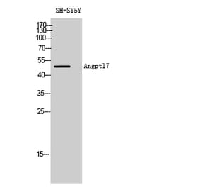 Western blot - Angptl7 Polyclonal Antibody from Signalway Antibody (40588) - Antibodies.com