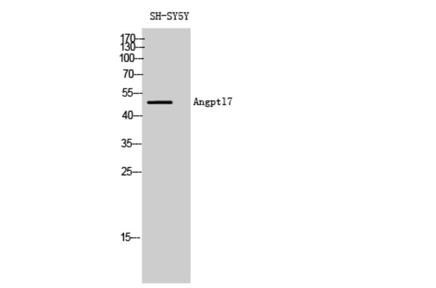Western blot - Angptl7 Polyclonal Antibody from Signalway Antibody (40588) - Antibodies.com