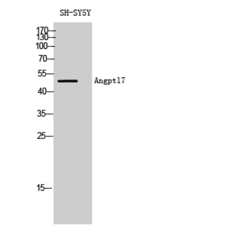 Western blot - Angptl7 Polyclonal Antibody from Signalway Antibody (40588) - Antibodies.com