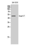 Western blot - Angptl7 Polyclonal Antibody from Signalway Antibody (40588) - Antibodies.com