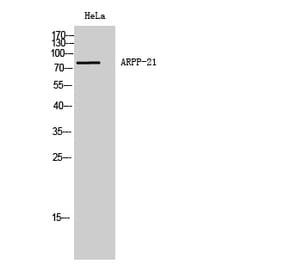 Western blot - ARPP-21 Polyclonal Antibody from Signalway Antibody (40614) - Antibodies.com
