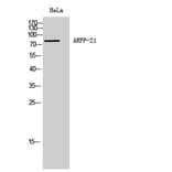 Western blot - ARPP-21 Polyclonal Antibody from Signalway Antibody (40614) - Antibodies.com